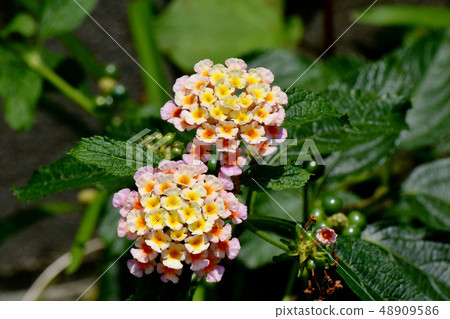 在三鷹中原(Citihenga)開花的馬纓丹 在三鷹中原(Citihenga)開花的馬纓丹 48909586