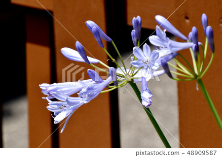 開花在三鷹中原的淺粉紅色的紫色愛情花 48909587