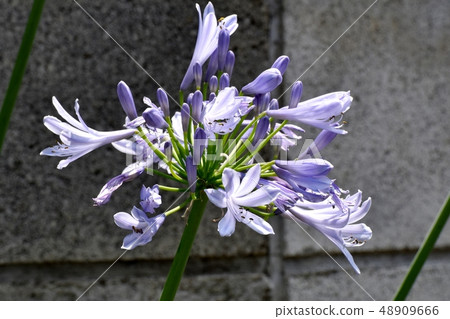 Light pink purple Agapanthus flowering in Mitaka Nakahara 48909666