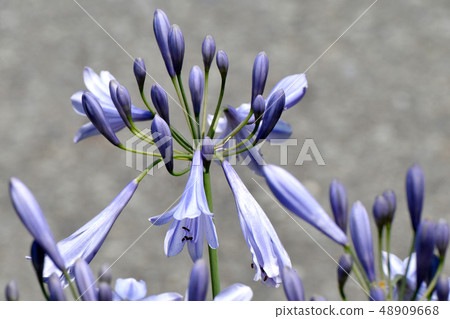 開花在三鷹中原的淺粉紅色的紫色愛情花 48909668