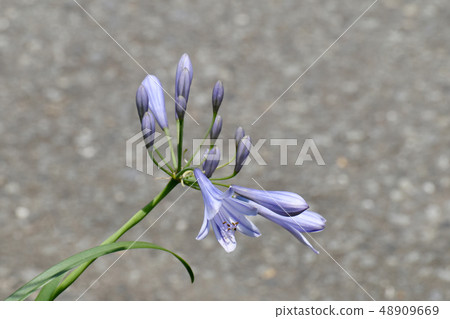 開花在三鷹中原的淺粉紅色的紫色愛情花 開花在三鷹中原的淺粉紅色的紫色愛情花 48909669