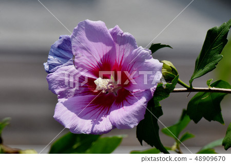 開花在三鷹中原的桃紅色花 開花在三鷹中原的桃紅色花 48909670