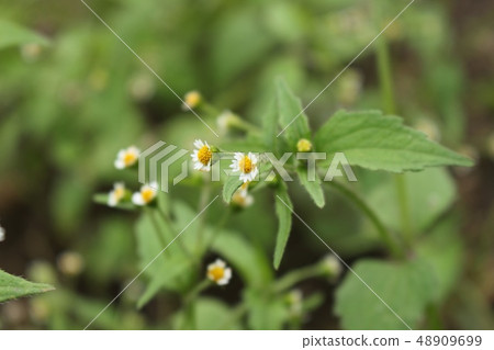 Sweeping chrysanthemum 48909699