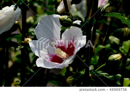 開花在Mikasa Nakahara的白色Makuge花 48909736