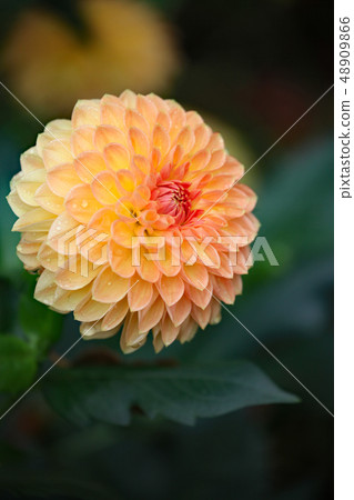 Dahlia flower 48909866