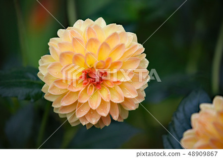 Dahlia flower 48909867