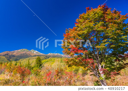 （長野縣）秋季Norikura Kogen Ichinose花園地楓 48910217