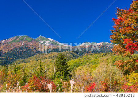 （長野縣）秋季Norikura Kogen Ichinose花園地楓 48910218