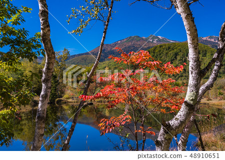 （長野縣）Norikura Kogen在秋天 48910651