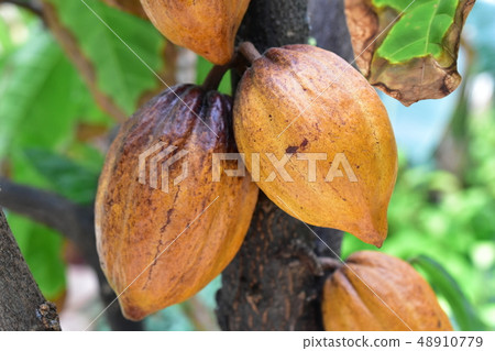 在可可樹果子可可粉果子的可可粉莢 48910779