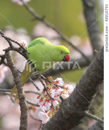 Wild rooster eating a cherry blossom Wild rooster eating a cherry blossom 48910793