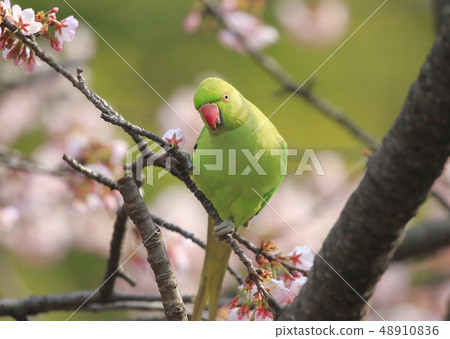 Wild rooster eating a cherry blossom 48910836