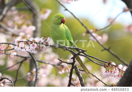Wild rooster eating a cherry blossom Wild rooster eating a cherry blossom 48910853