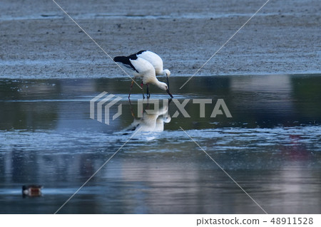 Stork Stork 48911528