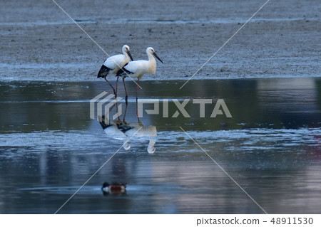 Stork Stork 48911530