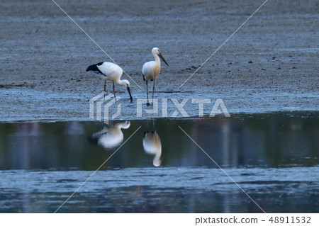 Stork Stork 48911532