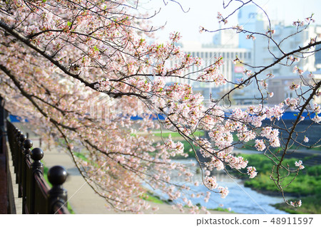 神奈川縣橫濱市戶塚區戶塚Saio河沿岸的櫻花 神奈川縣橫濱市戶塚區戶塚Saio河沿岸的櫻花 48911597