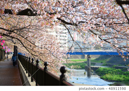 Cherry blossoms along the Totsuka Saio River, Totsuka Ward, Yokohama-shi, Kanagawa Prefecture 48911598