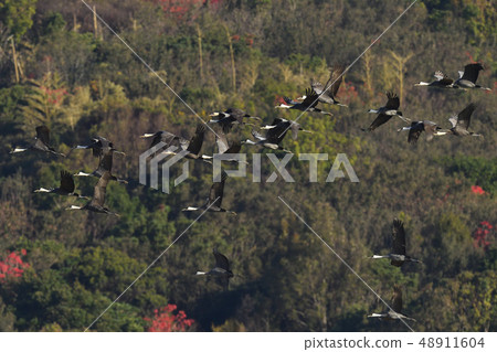 Nabezuru Nabezuru 48911604