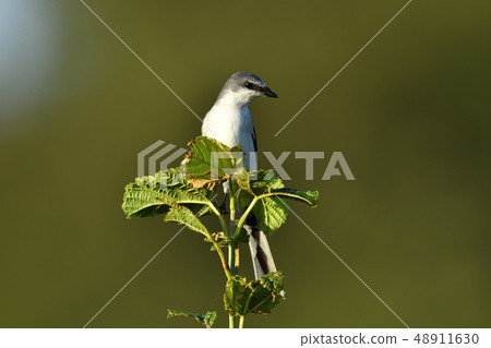 灰山椒鳥 48911630
