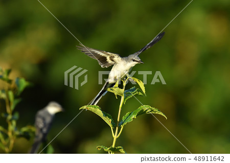 灰山椒鳥 48911642