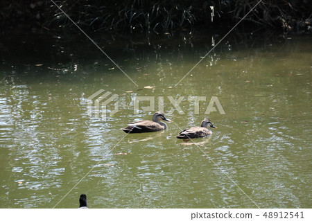 Waterfowl of Yamaguchi-no-river Waterfowl of Yamaguchi-no-river 48912541