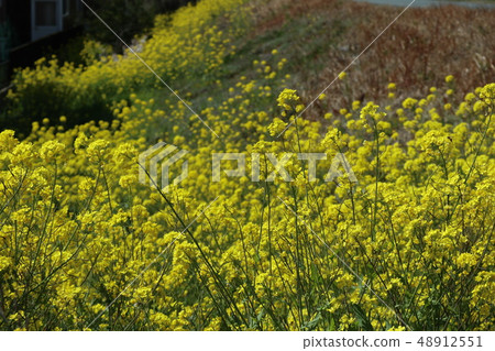 春天油菜花在山口 春天油菜花在山口 48912551