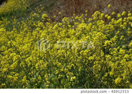 春天油菜花在山口 春天油菜花在山口 48912553
