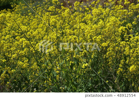 春天油菜花在山口 春天油菜花在山口 48912554