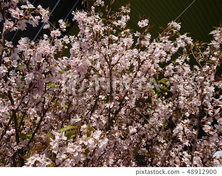 Enlightened cherry blossoms in full bloom 48912900