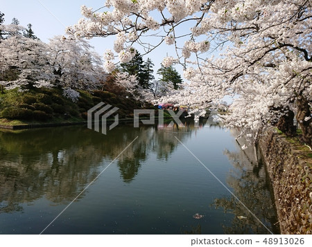 Cherry blossoms and moats in full bloom 48913026