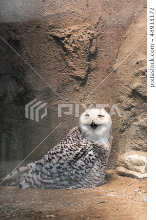 Hound Owl Hound Owl 48913172