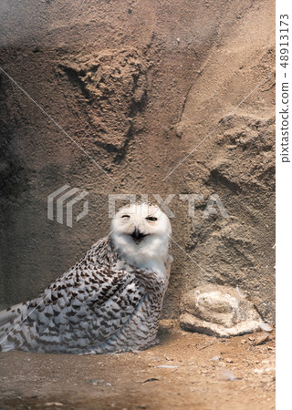 Hound Owl Hound Owl 48913173