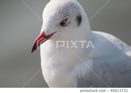 Close up of a seagull Close up of a seagull 48913732