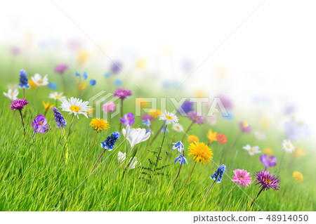 Spring Background with Wild Flowers Spring Background with Wild Flowers 48914050