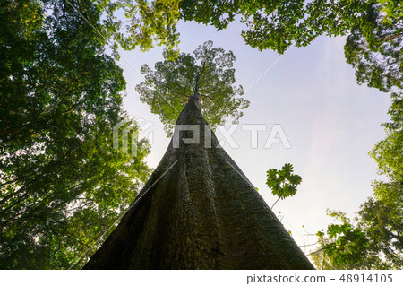 Green planet concept, gigantic tree reaching to Green planet concept, gigantic tree reaching to 48914105