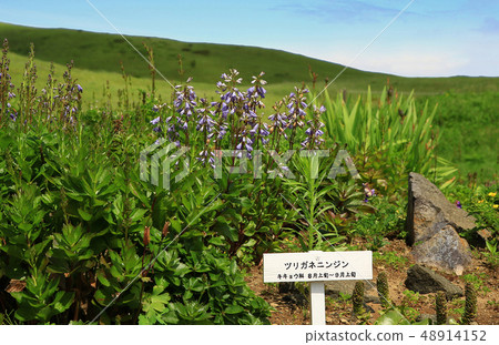 北海道禮文島高山植物園 48914152