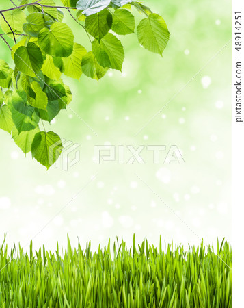 Lovely flowering tree Lovely flowering tree 48914251