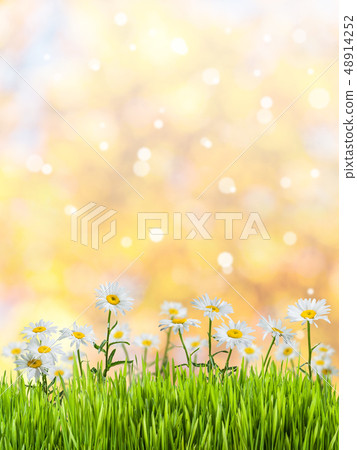 Spring meadow Spring meadow 48914252