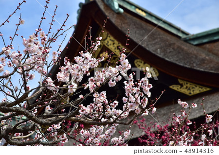 Kitano Tenman-gu Shrine Kitano Tenman-gu Shrine 48914316
