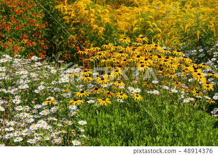 Flowers meadow in park Flowers meadow in park 48914376