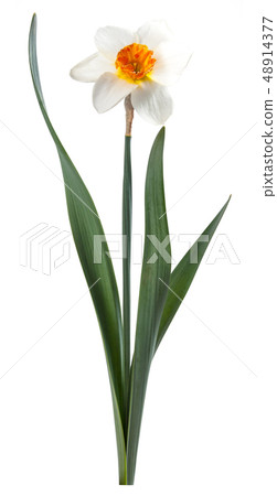 Narcissus Flower for Design Narcissus Flower for Design 48914377