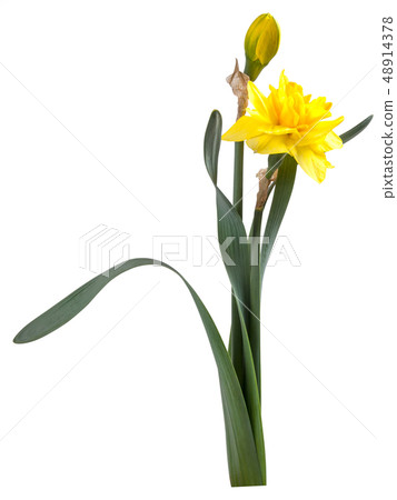Narcissus Flower Iisolated Narcissus Flower Iisolated 48914378