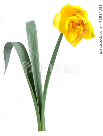 Narcissus Flower with Green Leaves Narcissus Flower with Green Leaves 48914381