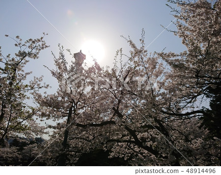Cherry blossoms and the sun in full bloom 48914496