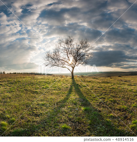 Lone tree in a field Lone tree in a field 48914516