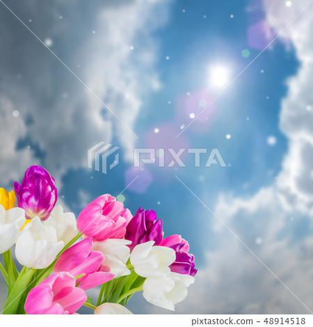 Beautiful tulip flowers Beautiful tulip flowers 48914518