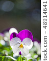 中提琴花 48914641