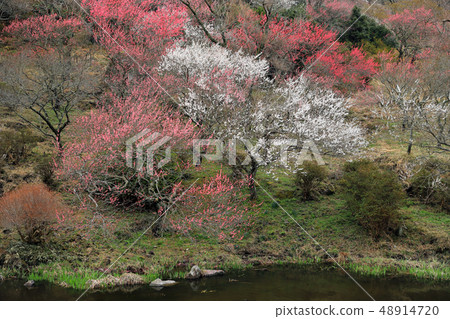 湯河原梅林30 48914720