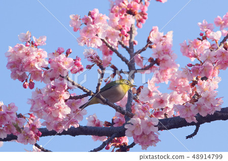 Mejiro and Kawazu cherry tree Mejiro and Kawazu cherry tree 48914799